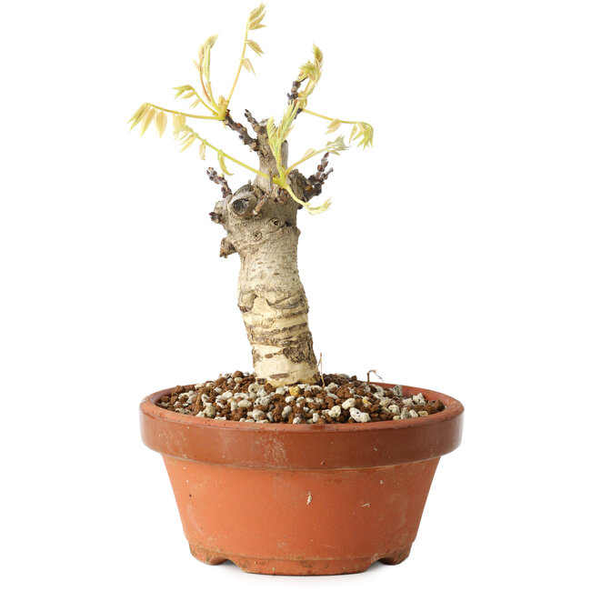 Wisteria sinensis, 20 cm, ± 8 Jahre alt, mit violetten bis blauen Blüten