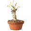 Wisteria sinensis, 20 cm, ± 8 jaar oud, met paarse tot blauwe bloemen