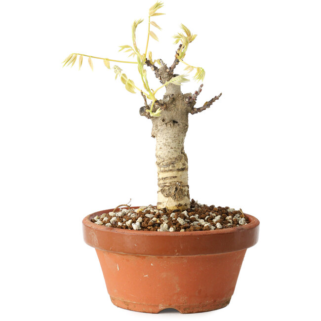 Wisteria sinensis, 20 cm, ± 8 Jahre alt, mit violetten bis blauen Blüten