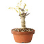 Wisteria sinensis, 20 cm, ± 8 jaar oud, met paarse tot blauwe bloemen