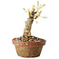 Glicine sinensis, 20 cm, ± 8 anni, con fiori dal viola al blu