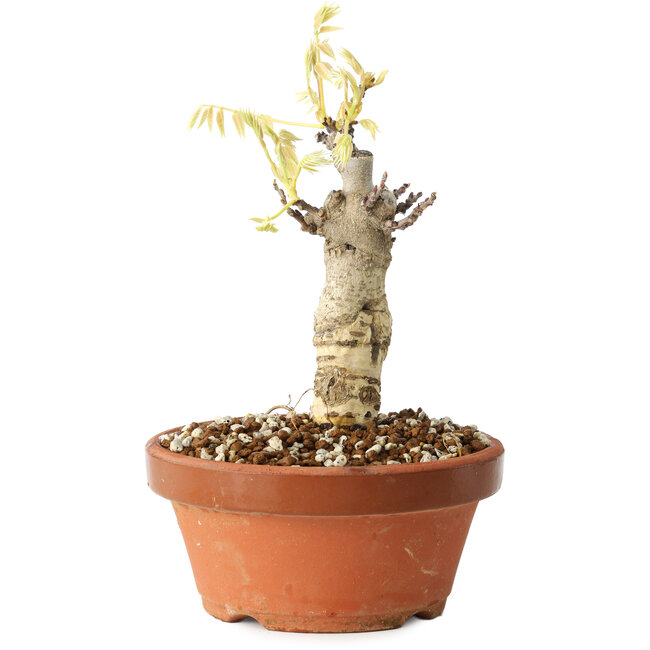 Wisteria sinensis, 20 cm, ± 8 años, con flores de color púrpura a azul.