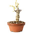 Wisteria sinensis, 20 cm, ± 8 jaar oud, met paarse tot blauwe bloemen