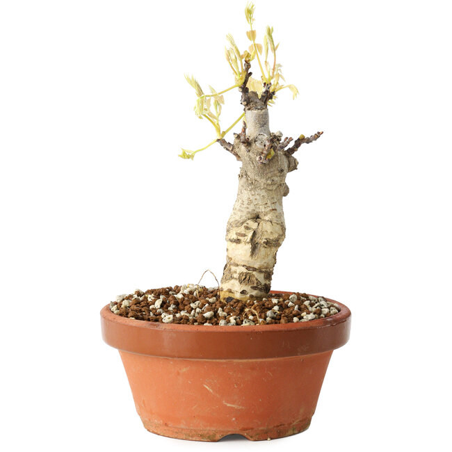 Wisteria sinensis, 20 cm, ± 8 years old, with purple to blue flowers