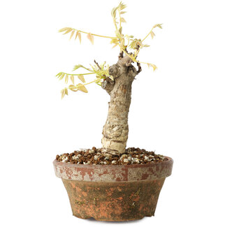 Wisteria sinensis, 20 cm, ± 8 jaar oud