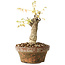 Glicine sinensis, 20 cm, ± 8 anni, con fiori dal viola al blu