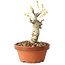 Wisteria sinensis, 20 cm, ± 8 jaar oud, met paarse tot blauwe bloemen