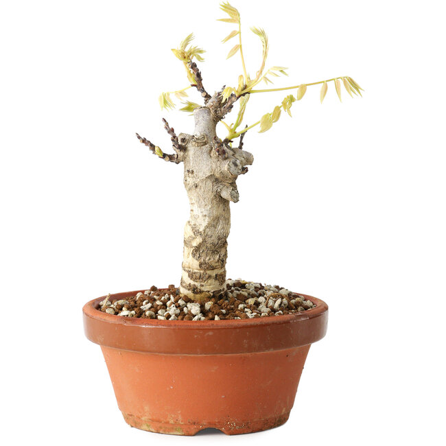 Wisteria sinensis, 20 cm, ± 8 years old, with purple to blue flowers