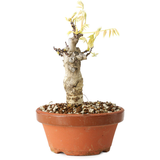 Wisteria sinensis, 20 cm, ± 8 años, con flores de color púrpura a azul.