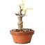 Wisteria sinensis, 20 cm, ± 8 jaar oud, met paarse tot blauwe bloemen