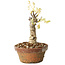 Glicine sinensis, 20 cm, ± 8 anni, con fiori dal viola al blu