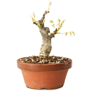 Wisteria sinensis, 20 cm, ± 8 ans