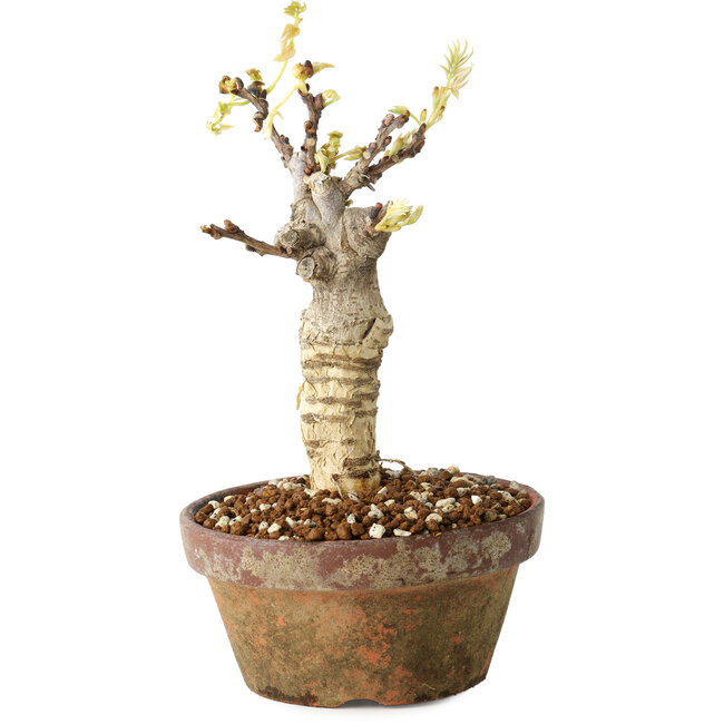 Wisteria sinensis, 20 cm, ± 8 jaar oud, met paarse tot blauwe bloemen