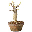 Glicine sinensis, 20 cm, ± 8 anni, con fiori dal viola al blu