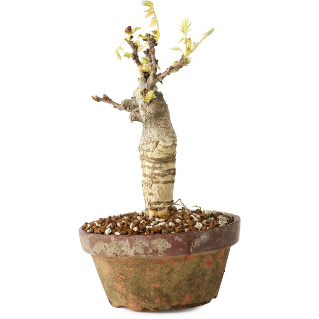 Wisteria sinensis, 20 cm, ± 8 Jahre alt, mit violetten bis blauen Blüten