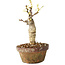 Wisteria sinensis, 20 cm, ± 8 jaar oud, met paarse tot blauwe bloemen