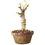 Glicine sinensis, 20 cm, ± 8 anni, con fiori dal viola al blu