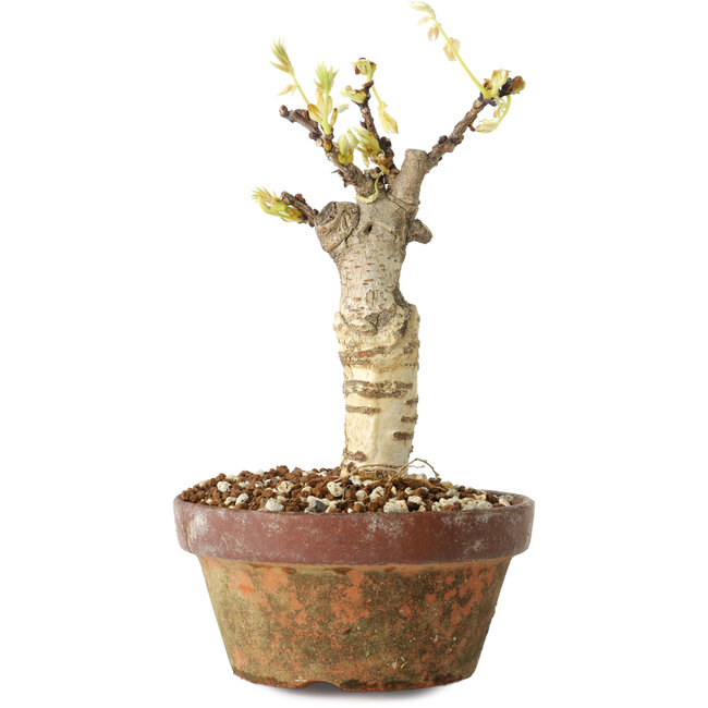 Wisteria sinensis, 20 cm, ± 8 Jahre alt, mit violetten bis blauen Blüten