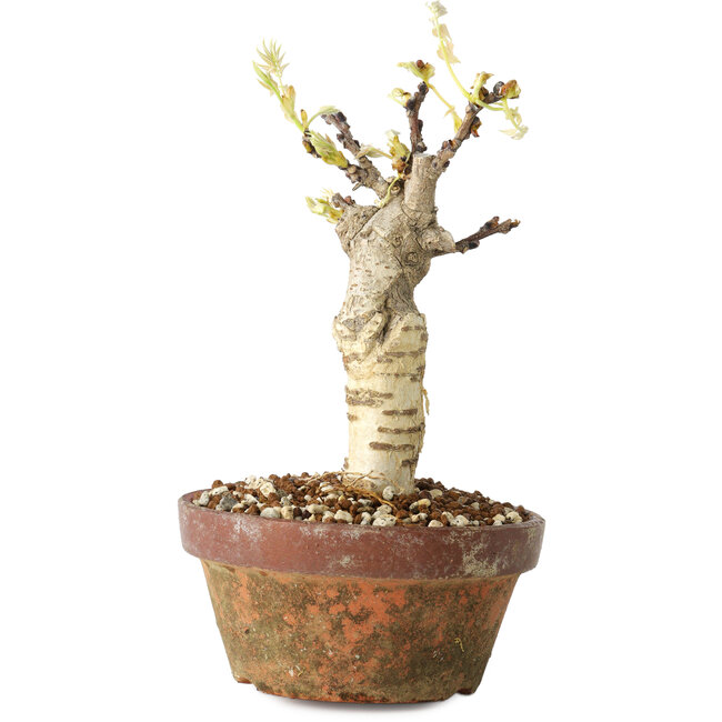 Wisteria sinensis, 20 cm, ± 8 años, con flores de color púrpura a azul.