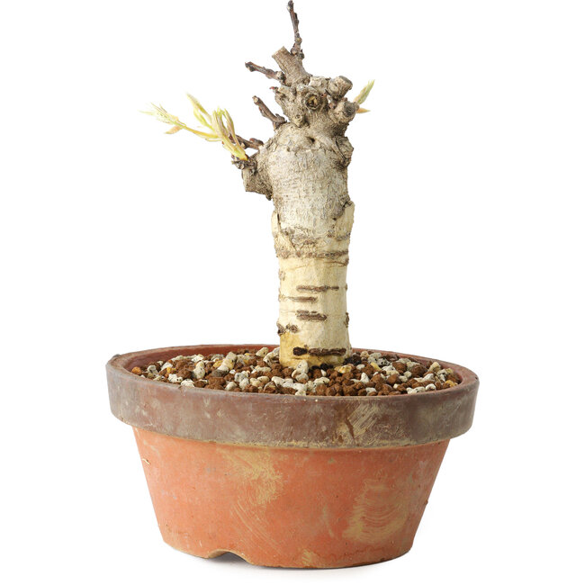 Glicine sinensis, 20 cm, ± 8 anni, con fiori dal viola al blu