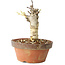 Glicine sinensis, 20 cm, ± 8 anni, con fiori dal viola al blu
