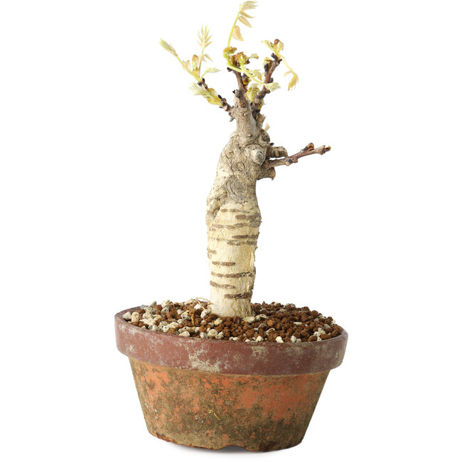 Wisteria sinensis, 20 cm, ± 8 Jahre alt, mit violetten bis blauen Blüten