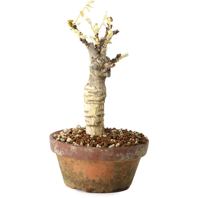 Wisteria sinensis, 20 cm, ± 8 ans, à fleurs violettes à bleues