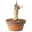Glicine sinensis, 20 cm, ± 8 anni, con fiori dal viola al blu