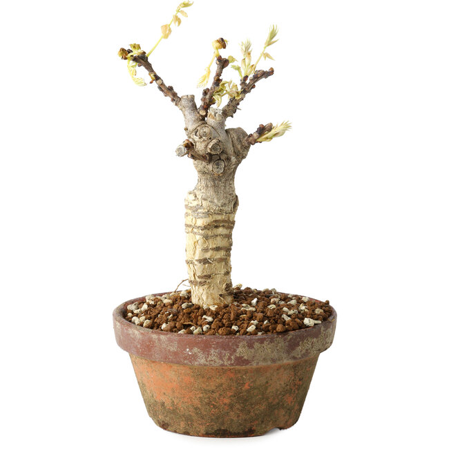 Wisteria sinensis, 20 cm, ± 8 Jahre alt, mit violetten bis blauen Blüten