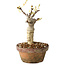 Wisteria sinensis, 20 cm, ± 8 jaar oud, met paarse tot blauwe bloemen