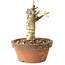 Glicine sinensis, 20 cm, ± 8 anni, con fiori dal viola al blu