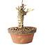 Glicine sinensis, 20 cm, ± 8 anni, con fiori dal viola al blu