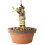 Glicine sinensis, 20 cm, ± 8 anni, con fiori dal viola al blu