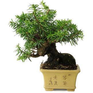 Taxus cuspidata, 16 cm, ± 15 jaar oud