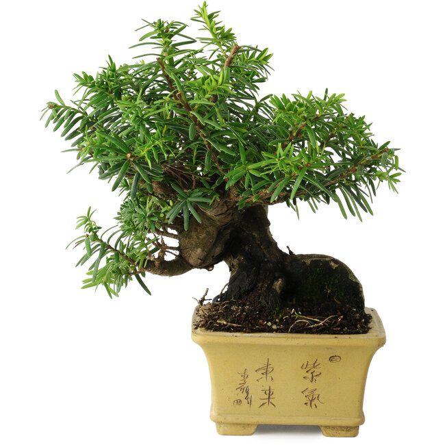 Taxus cuspidata, 16 cm, ± 15 anni, con una base shohin eccezionalmente buona
