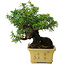 Taxus cuspidata, 16 cm, ± 15 anni, con una base shohin eccezionalmente buona