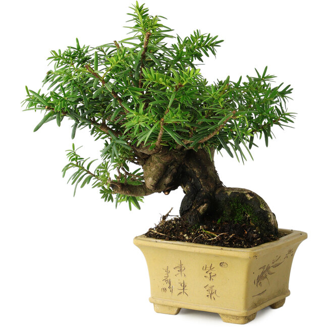 Taxus cuspidata, 16 cm, ± 15 años, con una base de shohin excepcionalmente buena