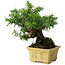 Taxus cuspidata, 16 cm, ± 15 anni, con una base shohin eccezionalmente buona