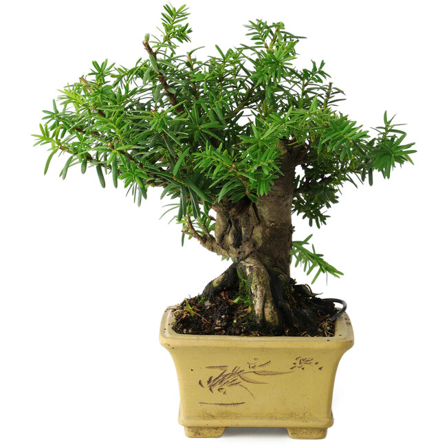 Taxus cuspidata, 16 cm, ± 15 anni, con una base shohin eccezionalmente buona