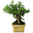 Taxus cuspidata, 16 cm, ± 15 anni, con una base shohin eccezionalmente buona