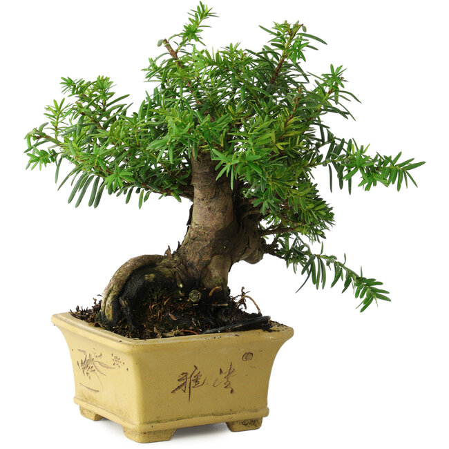 Taxus cuspidata, 16 cm, ± 15 years old, with an exceptionally good shohin base