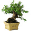 Taxus cuspidata, 16 cm, ± 15 anni, con una base shohin eccezionalmente buona