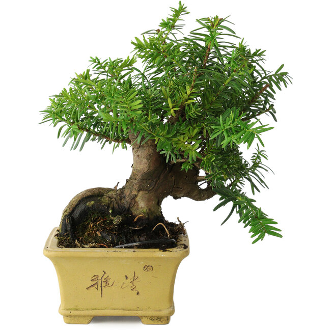 Taxus cuspidata, 16 cm, ± 15 anni, con una base shohin eccezionalmente buona