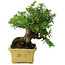 Taxus cuspidata, 16 cm, ± 15 ans, avec une base shohin exceptionnellement bonne