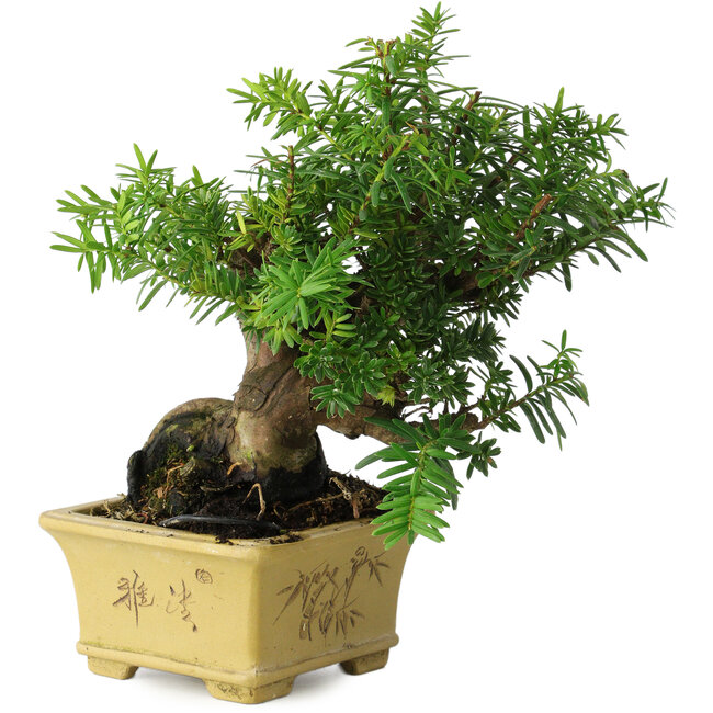 Taxus cuspidata, 16 cm, ± 15 Jahre alt, mit einer außergewöhnlich guten Shohin-Basis