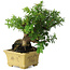 Taxus cuspidata, 16 cm, ± 15 anni, con una base shohin eccezionalmente buona
