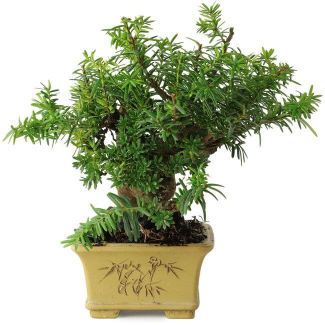 Taxus cuspidata, 16 cm, ± 15 años, con una base de shohin excepcionalmente buena