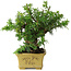 Taxus cuspidata, 16 cm, ± 15 anni, con una base shohin eccezionalmente buona