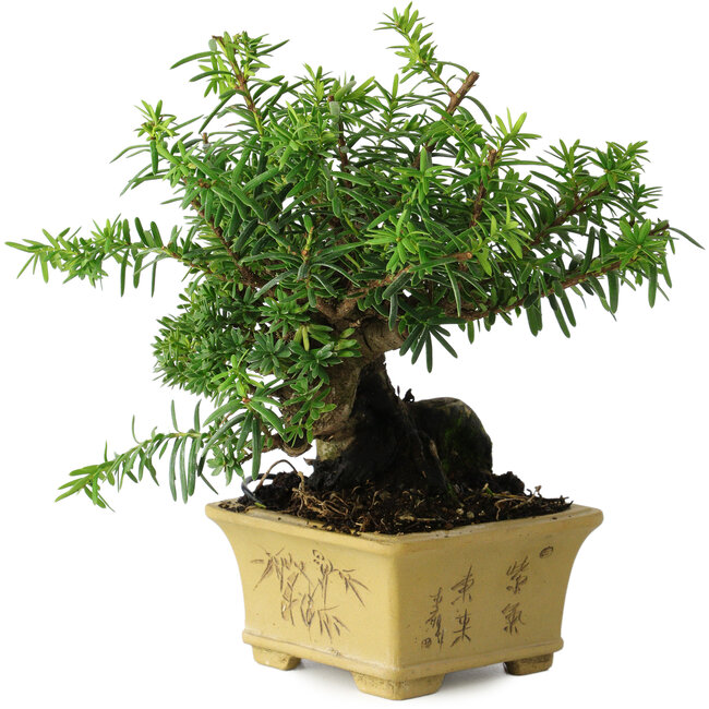 Taxus cuspidata, 16 cm, ± 15 jaar oud, met een uitzonderlijk goede shohin-basis