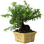 Taxus cuspidata, 16 cm, ± 15 anni, con una base shohin eccezionalmente buona